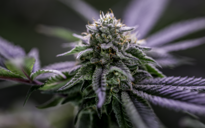 Understanding Medical Marijuana’s Place in the Growing Cannabis Industry
